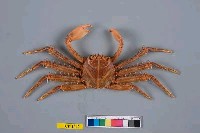 藏品(裸掌盾牌蟹)的圖片